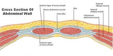 Normal Abdominal Wall, Medical Services of Banashree Nursing Home
